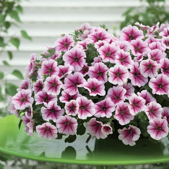 Supreme Raspberry Ice Petunia